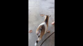 Dog vs Goat!