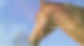 Horses Running