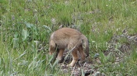 Playful Coyote Pup - 5/30/15