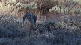 Coyote Hunting Rodents- 10/28/2016