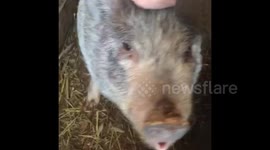 Barking pig =FULL RAW UNEDITED VERSION=