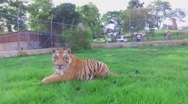 Tiger attacks drone at Colombian zoo