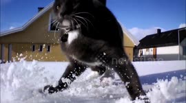 Curious cat is scared by drone