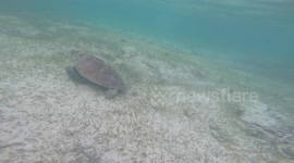 Turtles filmed naturally eating and swimming through water. CUTE
