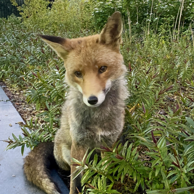 Londonfox