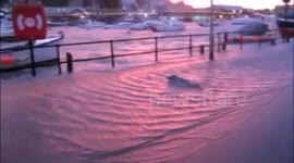 LOOE SEAL PUP ON QUAY ROAD