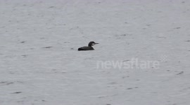 Canadian Loon On Lough Fea