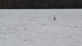 Canadian Loon At Lough Fea (2)