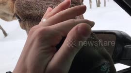 Wapiti fighting outside window of car