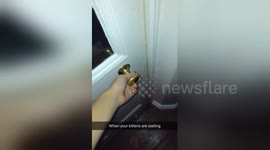 Newsflare Edit - Kitten sleepover