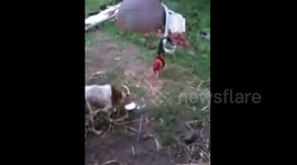 彪悍公鸡挑衅壮硕大狗，结局亮了…