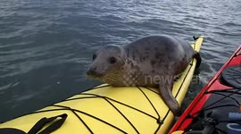 Kayaking in the Forth and a visit from a playful seal