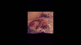 Raion e Giuggiola story