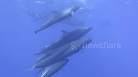 Epic Encounter : False Killer Whales