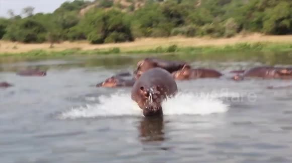 frog fish and Rhinopia moving