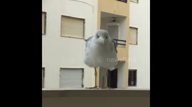 Seagull gets close up