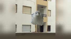 Newsflare Edit - Seagull gets close up