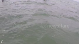 Farewelll Spit Mass Stranding GOLDEN BAY New Zealand (INSTA)