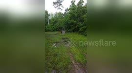 Newsflare Edit - 300 pound Wild Hog tries to charge trapper before he shoots it