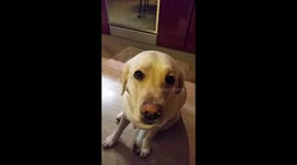 Dog made her eyes very sad when she wasn’t given a tangerine