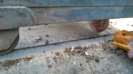 Feeding mystery sheep!