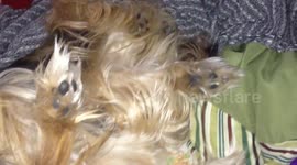 Can you spot the camouflaged Yorkie's face?