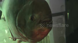 Piranha Shows Its Teeth