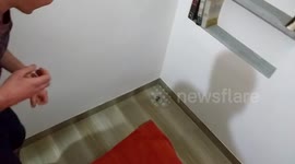 UK tourist attempts to catch snake found in hotel room