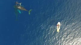 Humpback whales swim around boat with newborn calf