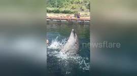 Newsflare Edit - Dolphin shows how it can 