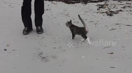 Kitten who likes to travel in a backpack 