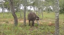 Rhino vs. Broken tree