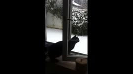Black, the cat, opens a window to breathe in the fresh air
