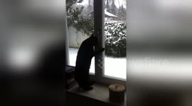 Newsflare Edit - Black, the cat, opens a window to breathe in the fresh air