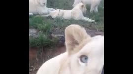 Lion tries to open the door of a car. The door wasn't locked!