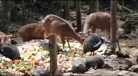 Barbados Animals Wildlife