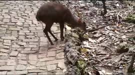 Dear and Animals of Barbados Island Holiday