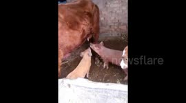 Two pigs drink milk from cow