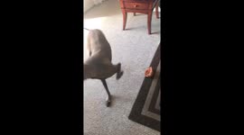 Kiyah The Belgian Malinois Confused