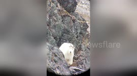 Newsflare Edit - Kodiak goat epic fail