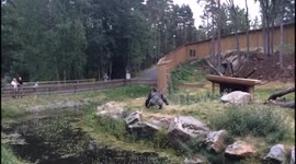 SILVERBACK throws stick at visitors and fights with his girls