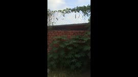 The nextdoor dogs have fun with jumping