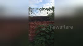 Bizarre jumping dogs