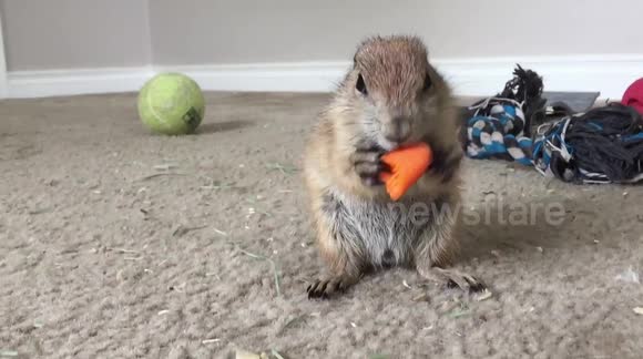 Baby Prairie dog eating a carrot