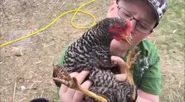 Boy rescues chicken with a piece of metal sticking out of its chest!