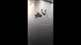 Ducks on a lightly frozen lagoon