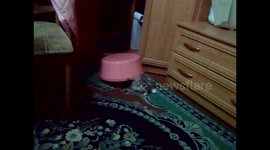 Kitten pretending to be turtle