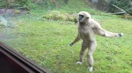Funny gibbon intrigued by guide dog