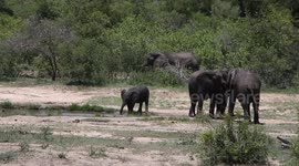 Baby elephant playing in water