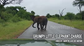 Grumpy Little Elephant Charge